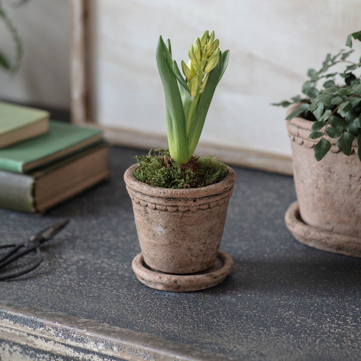 Milston Planter