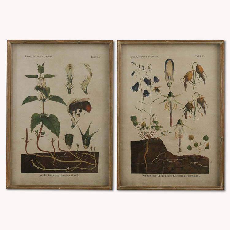 Brookby Set of 2 Framed White Nettle and Harebell Wall Art