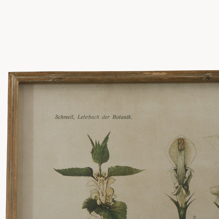 Brookby Set of 2 Framed White Nettle and Harebell Wall Art