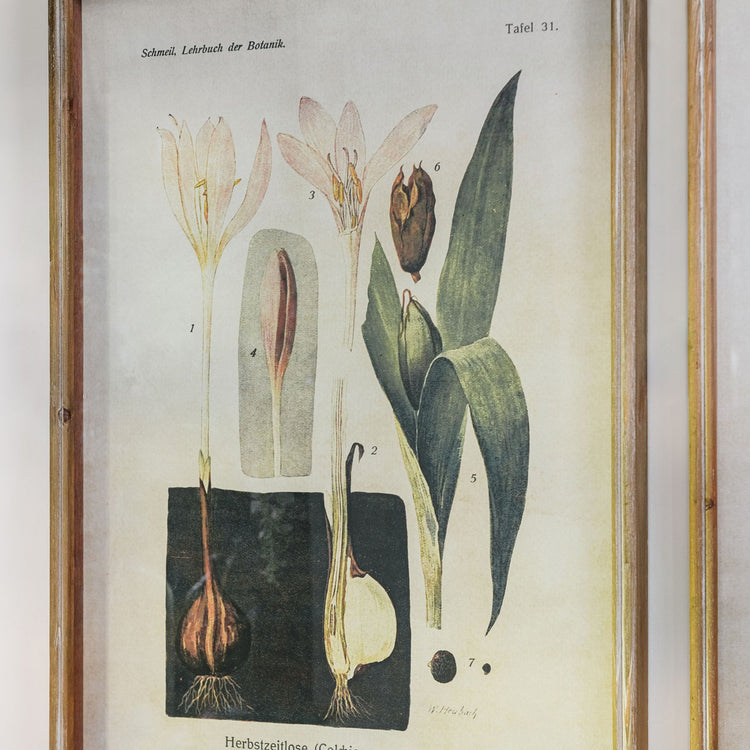 Brookby Set of 2 Framed Lily of Valley and Crocus Wall Art