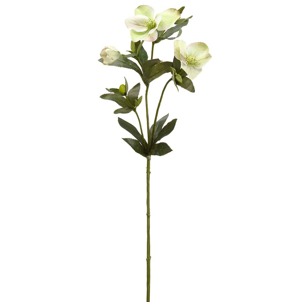 Helleborus Spray Two Tone Green | 25"