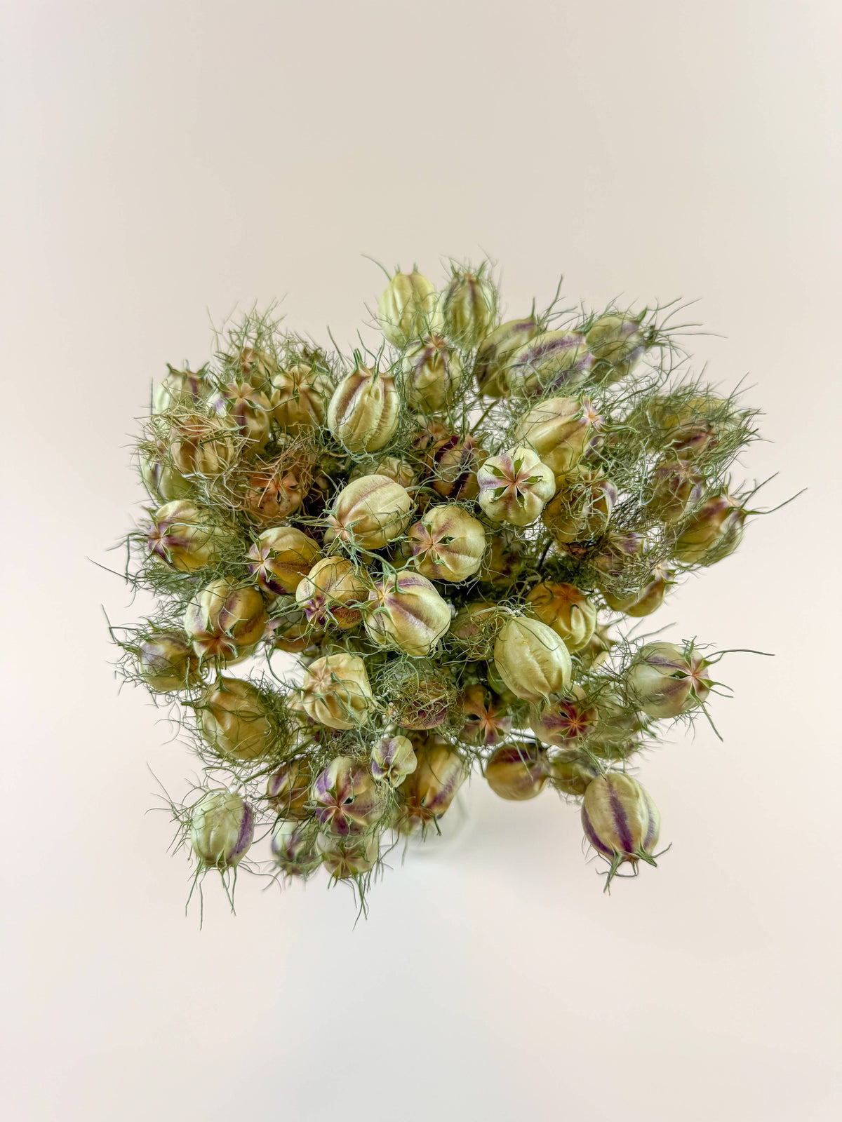 Nigella (Love-in-a-Mist), Green – Naturally Dried Seed Pods