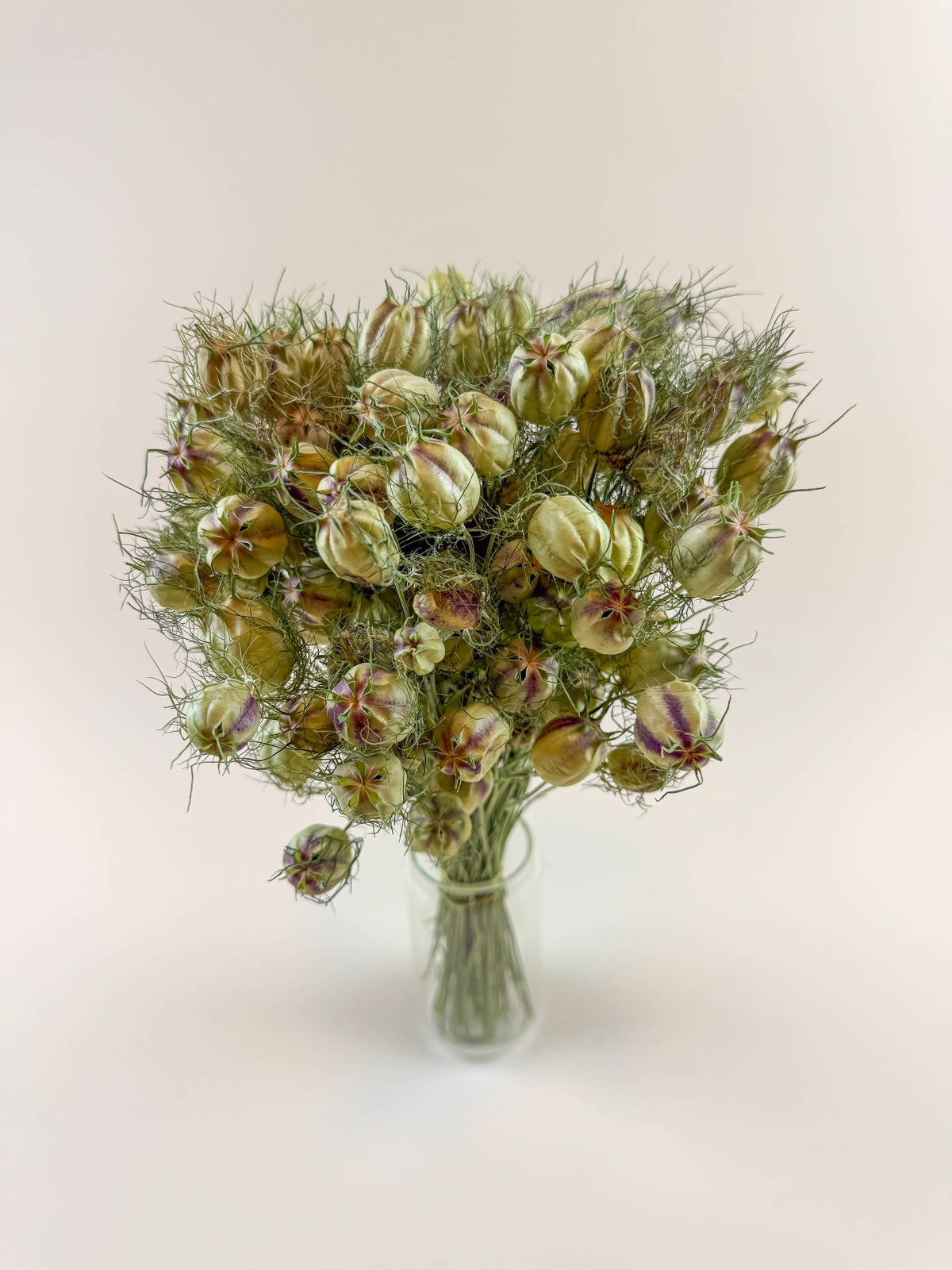 Nigella (Love-in-a-Mist), Green – Naturally Dried Seed Pods