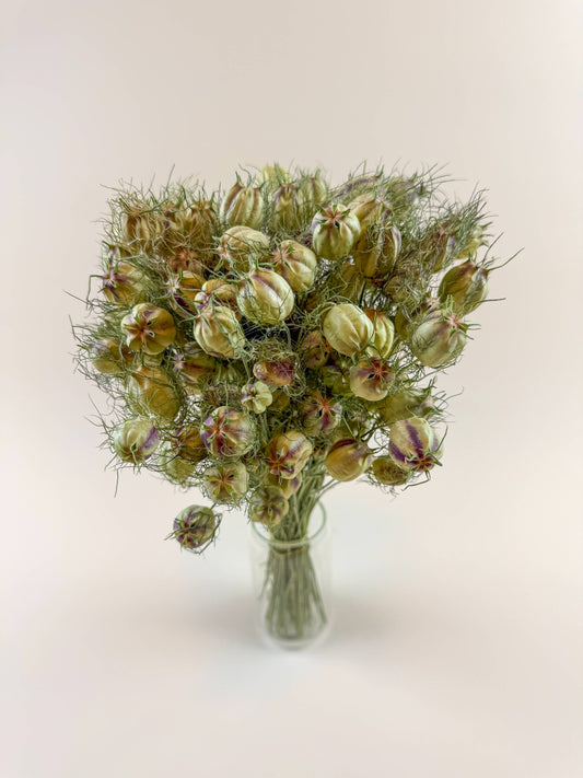 Nigella (Love-in-a-Mist), Green – Naturally Dried Seed Pods