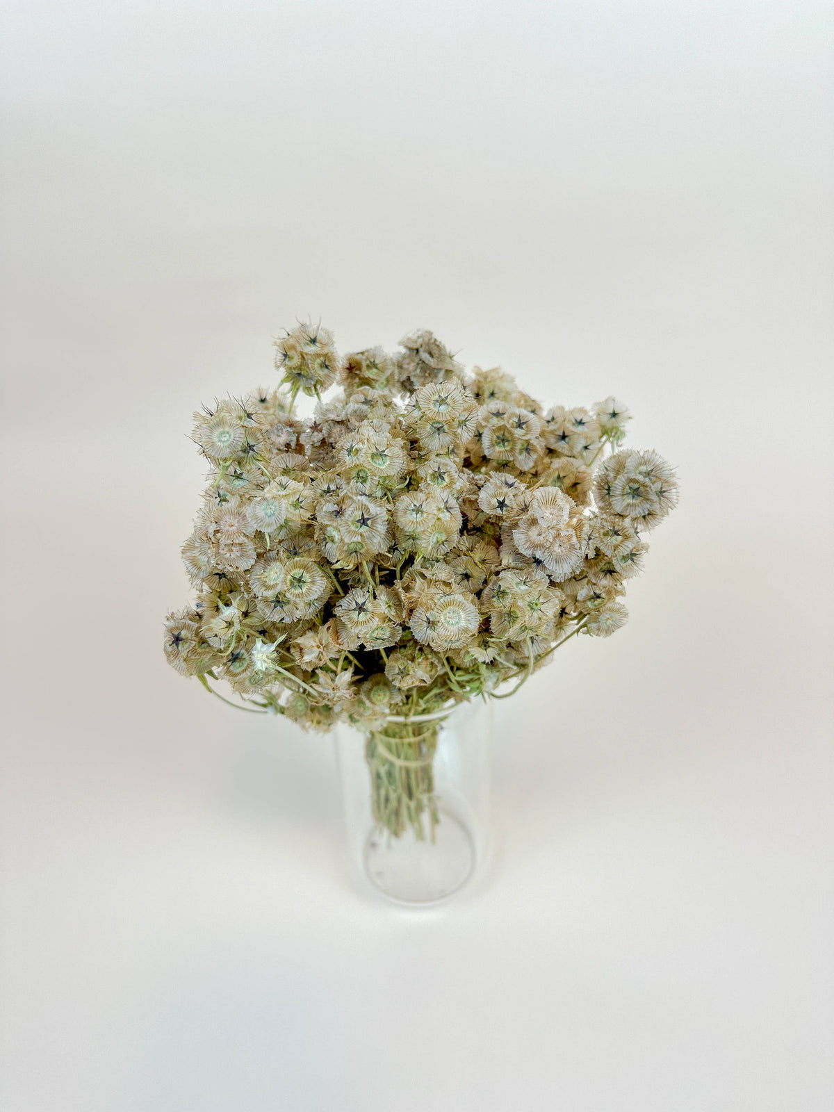 Scabiosa Pods – Naturally Air-Dried
