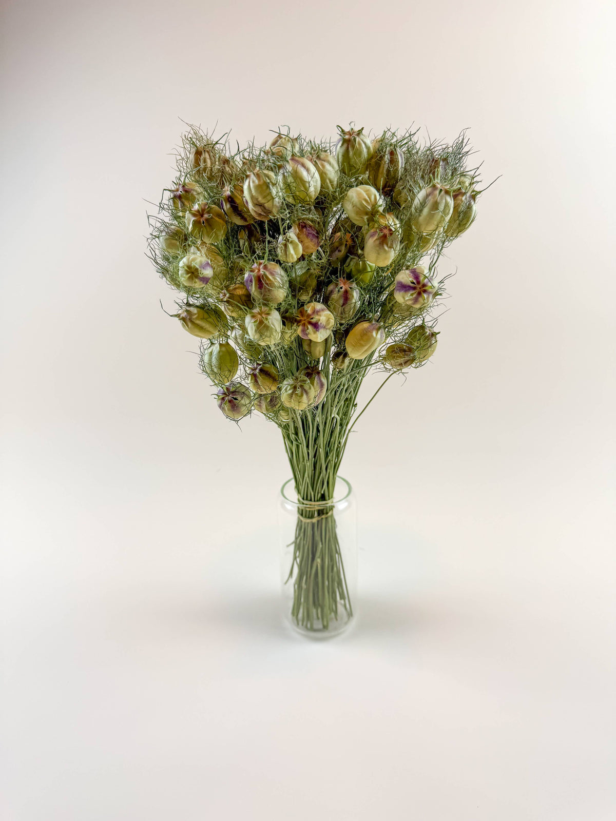 Nigella (Love-in-a-Mist), Green – Naturally Dried Seed Pods