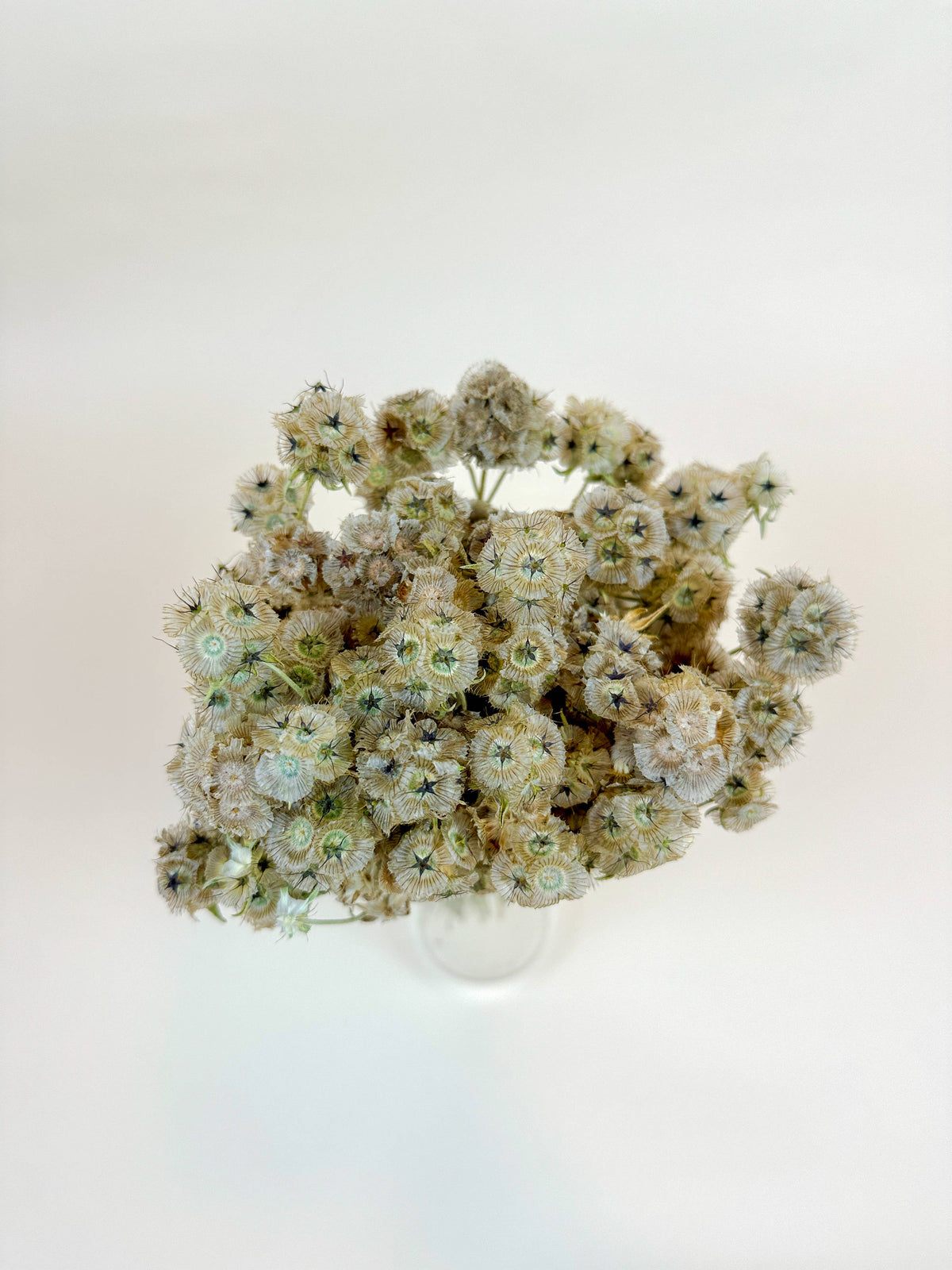 Scabiosa Pods – Naturally Air-Dried
