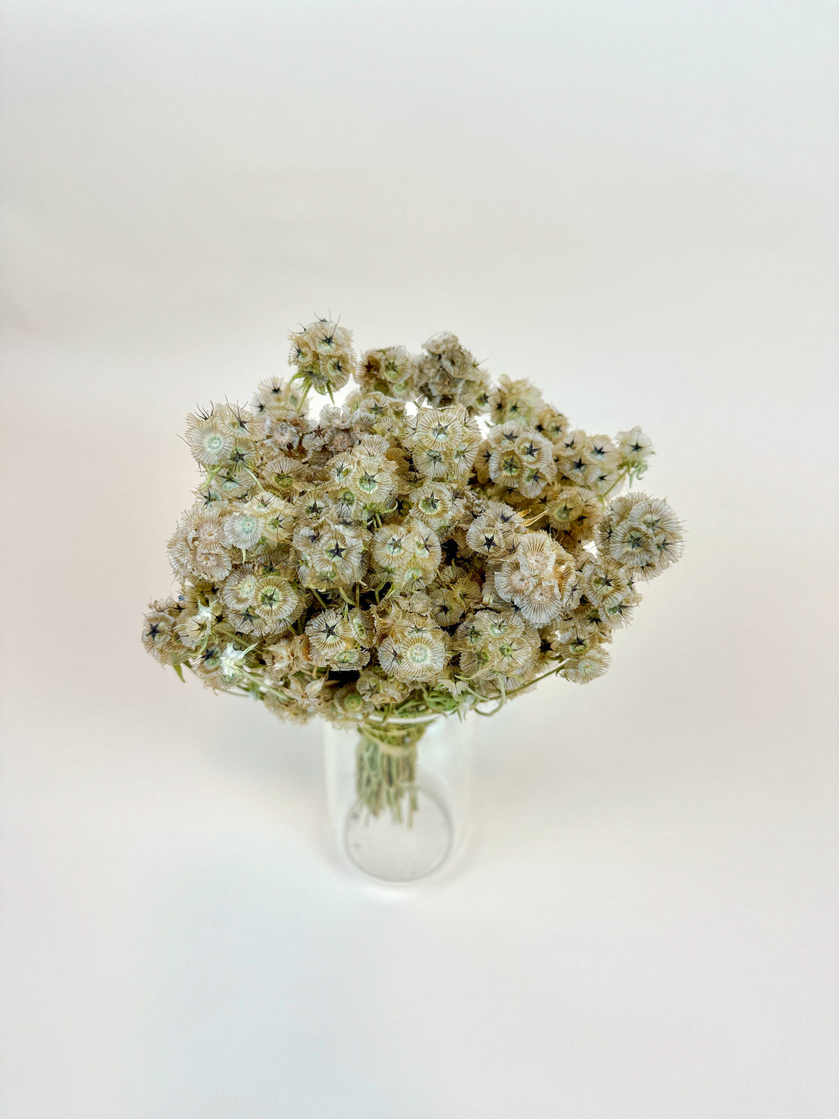Scabiosa Pods – Naturally Air-Dried