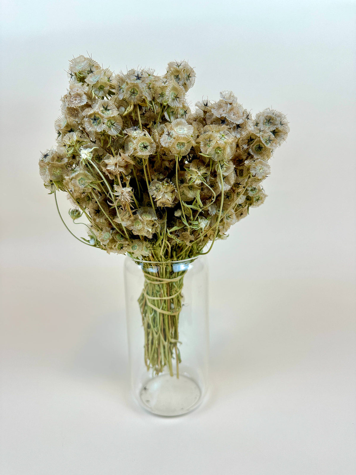 Scabiosa Pods – Naturally Air-Dried