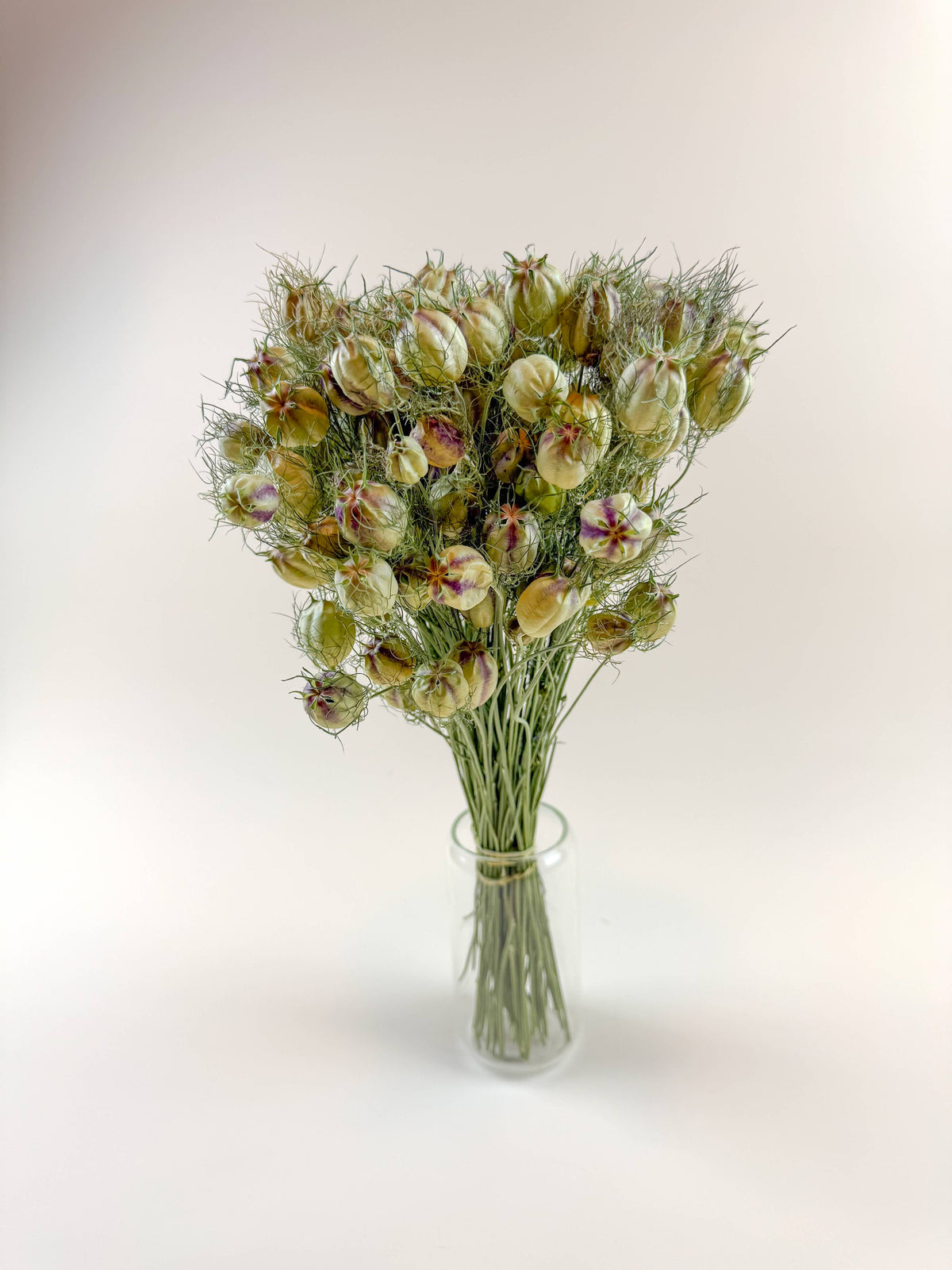 Nigella (Love-in-a-Mist), Green – Naturally Dried Seed Pods