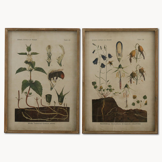 Brookby Set of 2 Framed White Nettle and Harebell Wall Art