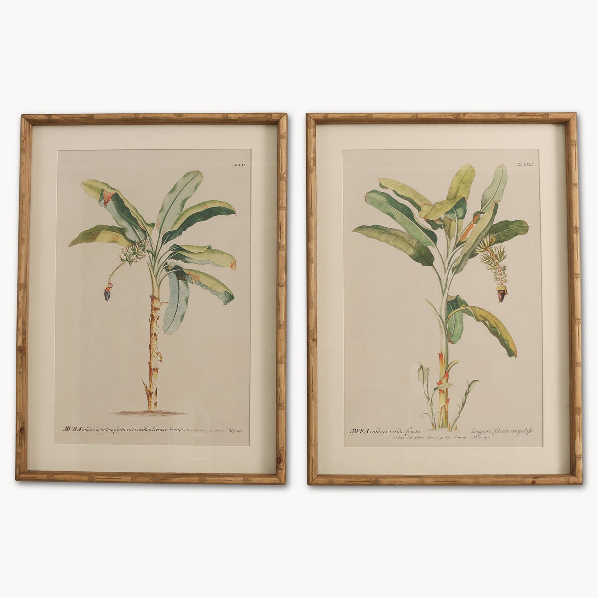 Brookby Set of 2 Framed Fruit Tree Wall Art