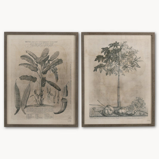 Brookby Set of 2 Framed Papaya Wall Art